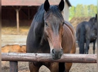 Oldenburgo, Caballo castrado, 12 años, 183 cm, Castaño
