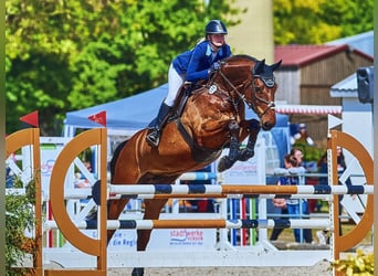 Oldenburgo, Caballo castrado, 12 años, Castaño