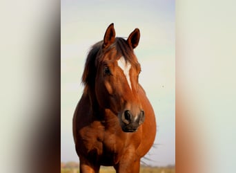 Oldenburgo, Caballo castrado, 13 años, 165 cm, Castaño