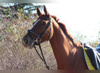 Oldenburgo, Caballo castrado, 13 años, 170 cm, Alazán