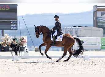 Oldenburgo, Caballo castrado, 13 años, 171 cm, Castaño rojizo