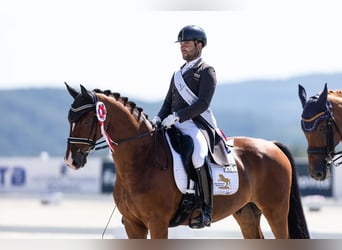 Oldenburgo, Caballo castrado, 13 años, 171 cm, Castaño rojizo