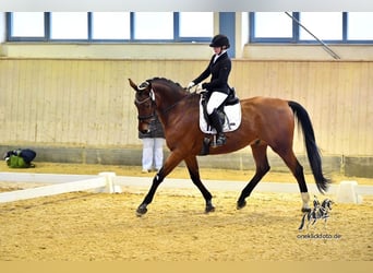 Oldenburgo, Caballo castrado, 13 años, 178 cm, Castaño
