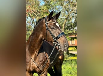 Oldenburgo, Caballo castrado, 13 años, 180 cm, Castaño