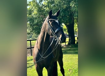 Oldenburgo, Caballo castrado, 13 años, 180 cm, Castaño