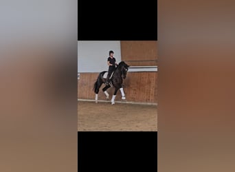 Oldenburgo, Caballo castrado, 13 años, 180 cm, Castaño