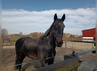 Oldenburgo, Caballo castrado, 13 años, 183 cm, Castaño oscuro