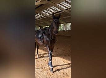 Oldenburgo, Caballo castrado, 13 años, 193 cm, Negro