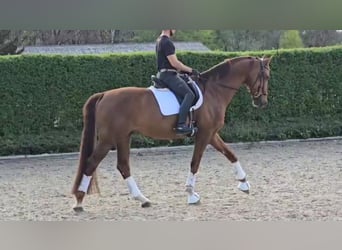 Oldenburgo, Caballo castrado, 13 años, Alazán