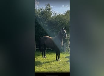 Oldenburgo, Caballo castrado, 14 años, 160 cm, Morcillo