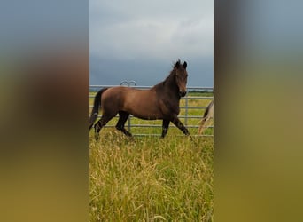 Oldenburgo, Caballo castrado, 14 años, 163 cm, Castaño oscuro