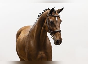 Oldenburgo, Caballo castrado, 14 años, 164 cm, Castaño