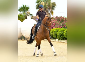Oldenburgo, Caballo castrado, 14 años, 168 cm, Castaño