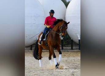 Oldenburgo, Caballo castrado, 14 años, 168 cm, Castaño