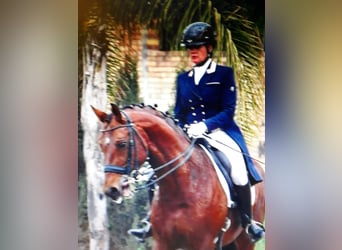 Oldenburgo, Caballo castrado, 14 años, 168 cm, Castaño