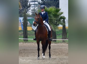 Oldenburgo, Caballo castrado, 14 años, 168 cm, Castaño
