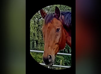 Oldenburgo, Caballo castrado, 14 años, 168 cm, Castaño