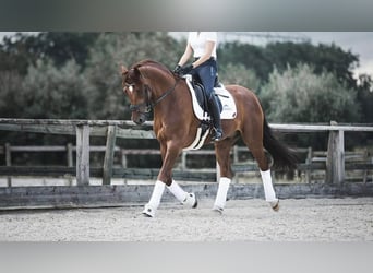Oldenburgo, Caballo castrado, 14 años, 170 cm, Alazán