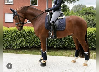 Oldenburgo, Caballo castrado, 14 años, 170 cm, Alazán