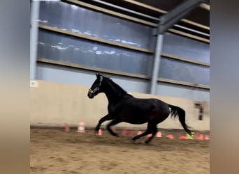 Oldenburgo, Caballo castrado, 14 años, 170 cm, Castaño oscuro