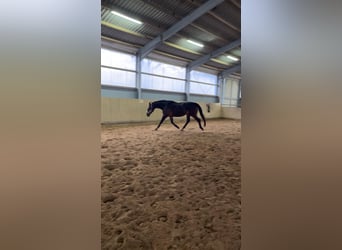 Oldenburgo, Caballo castrado, 14 años, 170 cm, Castaño oscuro