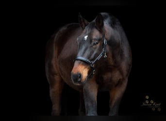 Oldenburgo, Caballo castrado, 14 años, 170 cm, Castaño oscuro