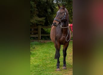 Oldenburgo, Caballo castrado, 14 años, 170 cm, Castaño oscuro