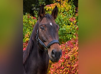 Oldenburgo, Caballo castrado, 14 años, 170 cm, Castaño oscuro