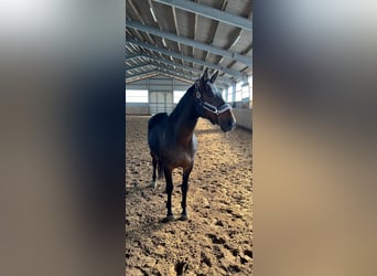 Oldenburgo, Caballo castrado, 14 años, 170 cm, Castaño oscuro