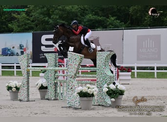 Oldenburgo, Caballo castrado, 14 años, 172 cm, Castaño rojizo