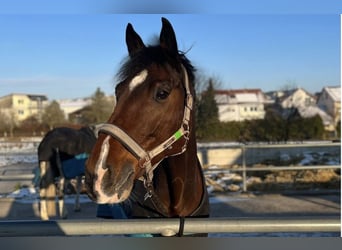 Oldenburgo, Caballo castrado, 14 años, 172 cm, Morcillo