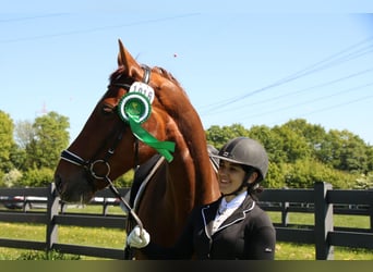 Oldenburgo, Caballo castrado, 14 años, 173 cm, Alazán-tostado