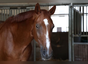 Oldenburgo, Caballo castrado, 14 años, 173 cm, Alazán-tostado