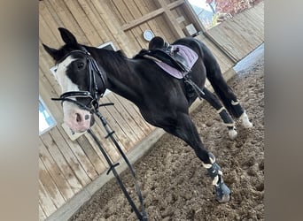 Oldenburgo, Caballo castrado, 14 años, 175 cm, Castaño oscuro