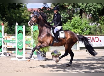 Oldenburgo, Caballo castrado, 14 años, 175 cm, Castaño oscuro
