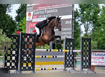 Oldenburgo, Caballo castrado, 14 años, 175 cm, Castaño oscuro
