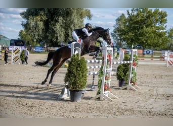 Oldenburgo, Caballo castrado, 14 años, 175 cm, Castaño oscuro