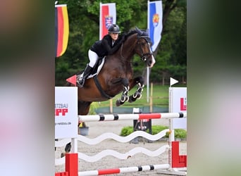 Oldenburgo, Caballo castrado, 14 años, 175 cm, Castaño oscuro