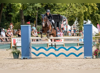 Oldenburgo, Caballo castrado, 14 años, 175 cm, Castaño oscuro