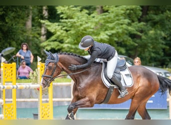 Oldenburgo, Caballo castrado, 14 años, 175 cm, Castaño oscuro