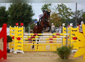 Oldenburgo, Caballo castrado, 14 años, 175 cm, Castaño oscuro