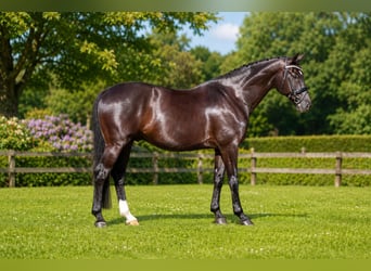 Oldenburgo, Caballo castrado, 14 años, 175 cm, Negro