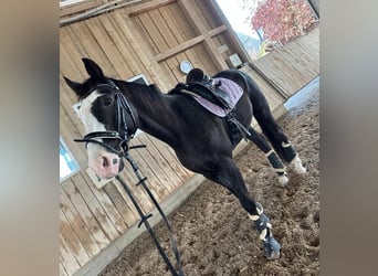 Oldenburgo, Caballo castrado, 14 años, 175 cm, Negro