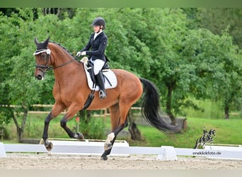 Oldenburgo, Caballo castrado, 14 años, 176 cm, Castaño