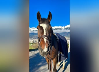 Oldenburgo, Caballo castrado, 14 años, 177 cm, Castaño