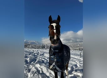 Oldenburgo, Caballo castrado, 14 años, 177 cm, Castaño