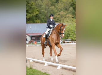 Oldenburgo, Caballo castrado, 14 años, 178 cm, Alazán