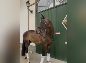Oldenburgo, Caballo castrado, 14 años