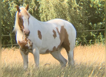 Oldenburgo Mestizo, Caballo castrado, 15 años, 154 cm, Pío