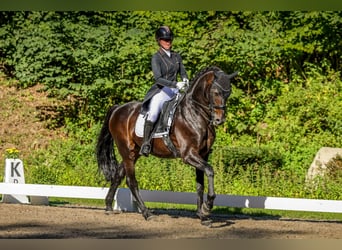 Oldenburgo, Caballo castrado, 15 años, 167 cm, Castaño